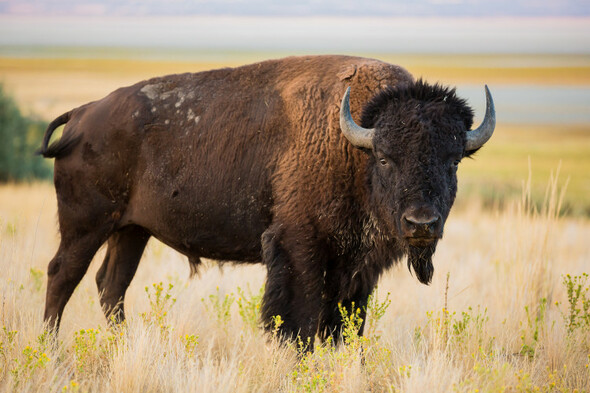 Tayto Park visitors sheltered in gift shop after three bison escaped from enclosure in March - Vimarsana News