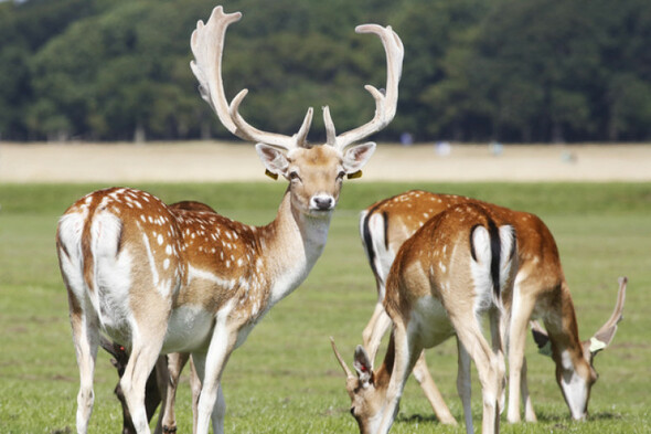 Feeding wildlife like Phoenix Park deer 'could lead to them being more aggressive to get food' - Vimarsana News