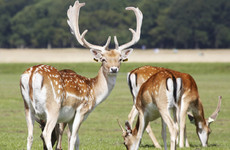 Feeding wildlife like Phoenix Park deer 'could lead to them being more aggressive to get food'