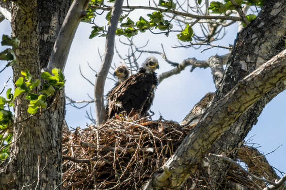 Taoiseach releases eagle chicks in biodiversity initiative to restore native bird to Irish skies - Vimarsana News