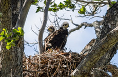 Taoiseach releases eagle chicks in biodiversity initiative to restore native bird to Irish skies