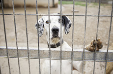 Owners leaving dogs at shelters citing mental health issues, housing problems and cost of living
