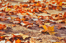 Poll: When do you think autumn should officially start?