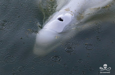 Ailing beluga whale stranded in French river put down during last-ditch rescue bid