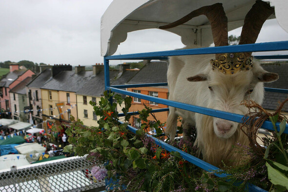 Department of Agriculture says it is 'aware' of recent Puck Fair animal welfare controversy - Vimarsana News