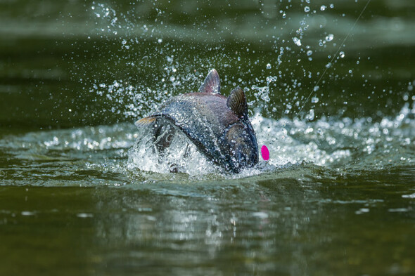 High risk of fish kills in hot weather, says Inland Fisheries Ireland - Vimarsana News