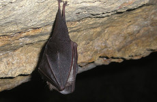 Minister Noonan urges rare Irish bats to hang in there at conservation plan launch