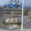 Puck Fair goat has been let down from its cage due to heatwave