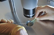 Frozen - over fresh - embryos may improve IVF success