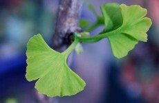 Gingko biloba extract "doesn't prevent Alzheimers"