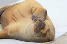 Oslo walrus Freya is euthanised after people ignored pleas to stay away from her