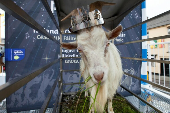 Department of Agriculture to review Puck Fair goat situation after receiving 175 queries - Vimarsana News