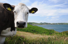 Debunked: Yes, cows are a 'problem' when it comes to cutting greenhouse gas emissions
