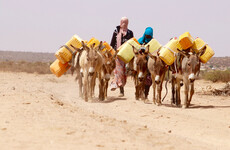 Opinion: 'Our animals used to feed us, but now we feed them - they are dying and we are next'