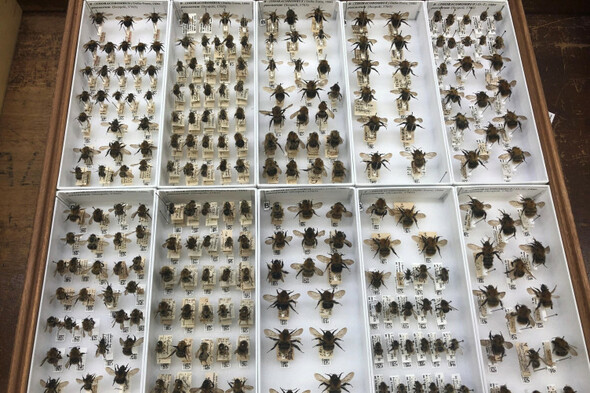 Bumblebee wings show stress of climate change on insect, says study - Vimarsana News