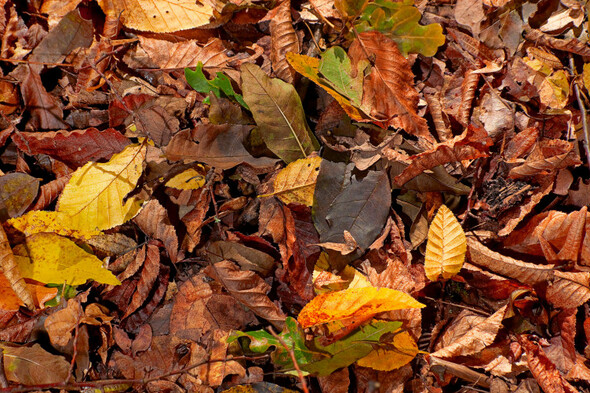 Leaves fall early in UK after heatwave as experts warn of Ireland's vulnerability - Vimarsana News