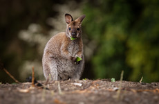 Wallaby found in Tyrone days after escape from nearby farm