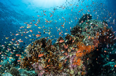 UN session on high seas biodiversity ends without agreement