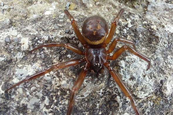 False Widow spiders up to 230 times more poisonous than native species, study finds - Vimarsana News