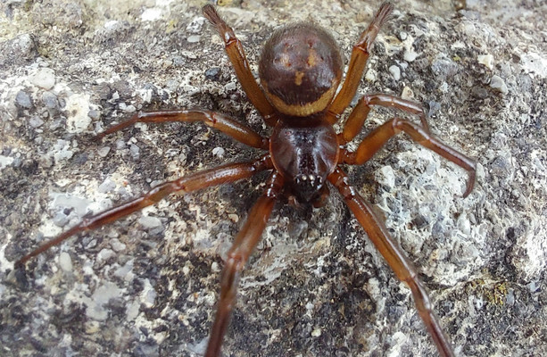 False Widow spiders up to 230 times more poisonous than native species ...