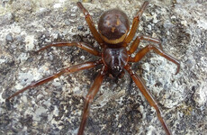 False Widow spiders up to 230 times more poisonous than native species, study finds
