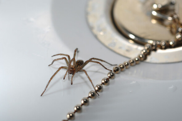Poll: How do you react when you find a big spider in your home? - Vimarsana News