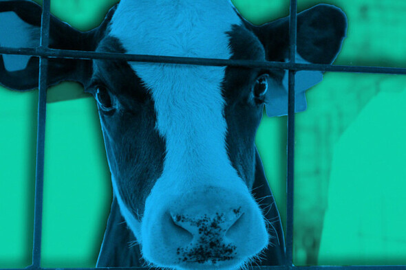 'Export loophole': Irish cattle shipped from Spain on 'substandard' vessels - Vimarsana News