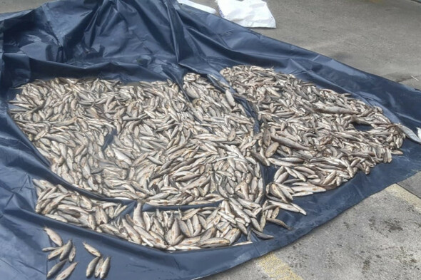 Investigation as over 2,000 brown trout and Atlantic salmon found dead in Donegal river - Vimarsana News