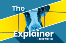 The Explainer x Noteworthy: Why are Irish unweaned calves being exported?