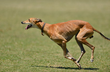 Lucky Dogs Lure Coursing Machine Setup 