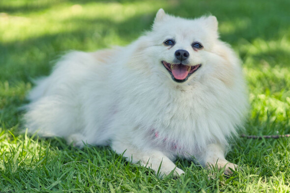 Midwife pays up to avoid conviction over dog 'eaten alive' by maggots - Vimarsana News