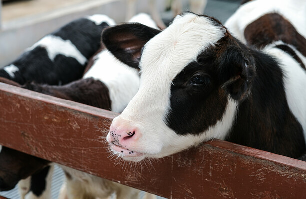 Gardaí and Department of Agriculture probing deaths of 400 bull calves on Co Limerick farm
