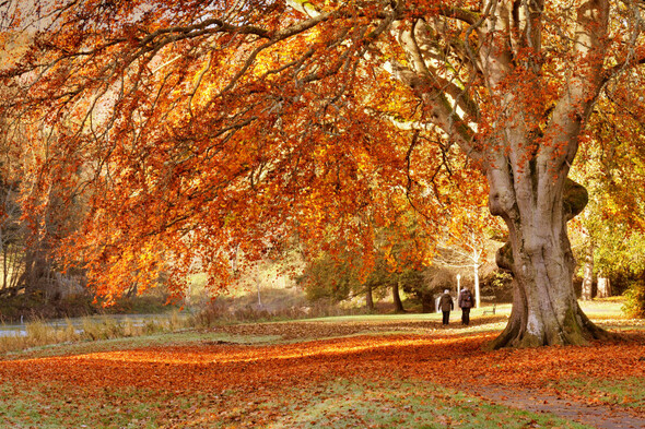 Quiz: How much do you know about autumn? - Vimarsana News