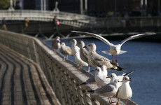 BirdWatch Ireland raises concern over cases of avian flu among wild seabirds