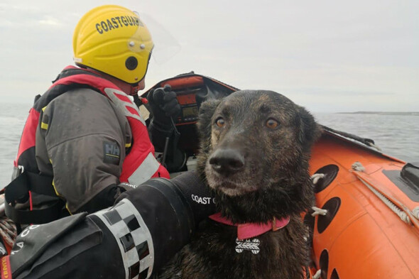 Dog rescued after falling from cliff near Doolin in Co Clare - Vimarsana News