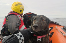 Dog rescued after falling from cliff near Doolin in Co Clare