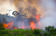 More fires in Brazil's Amazon so far this year than all of 2021, new figures show