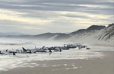 Rescue efforts underway as 230 whales beached in Tasmania
