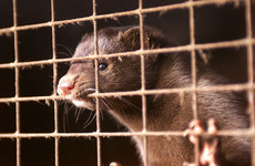 Denmark to allow mink breeding to resume next year