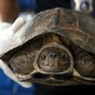 It’s Friday so here’s a slideshow of turtles from around the world