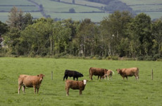 Cabinet to sign off on new Common Agicultural Policy worth close to €10 billion for farmers