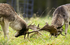 Drivers urged to be cautious around deer breeding season