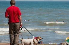 Poll: Should more dog waste bins be installed around the country?