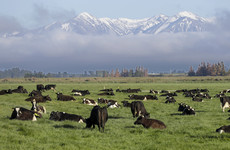 New Zealand proposes taxing cow burps as part of plan to tackle climate change