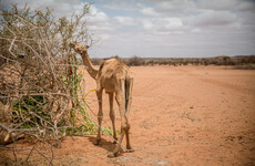 World hunger at 'catastrophic' levels amid 'toxic cocktail' of conflict, climate change and Covid