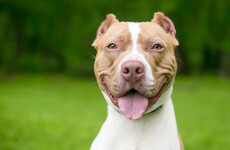 Oireachtas Committee recommends ban on owning dogs with cropped ears
