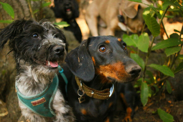 Dog behaviourist: Yes, you can 'speak dog' - some tips for learning - Vimarsana News