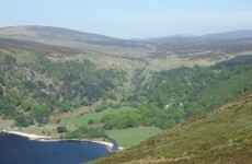 Organisation warns of fall in planting of new forests in Ireland