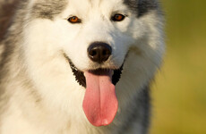 Poll: Are you a dog person?