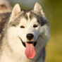 Poll: Are you a dog person?